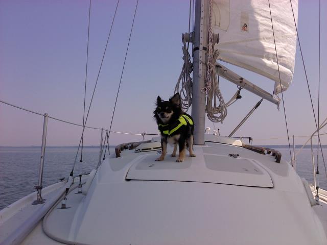 Puppy on Sailboat.